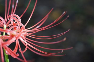 Close-up of red flower