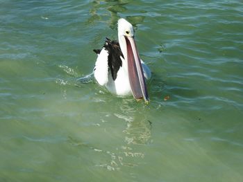 Swan swimming in water