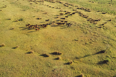 High angle view of wild horses on field