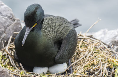 Close-up of bird