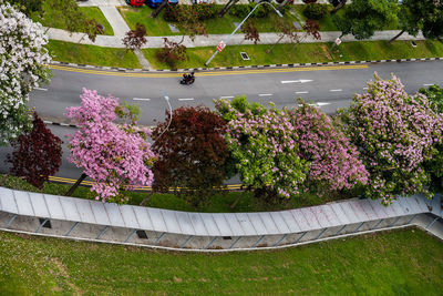High angle view of pink flowering plants by road in park