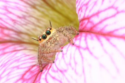 Close-up of insect on pink flower