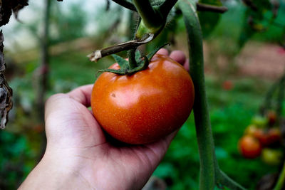 Close-up of hand holding apple