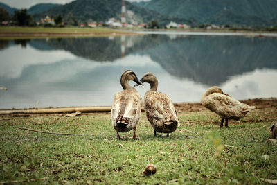 View of birds on lakeshore