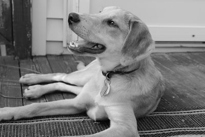 Close-up of dog sitting on hand
