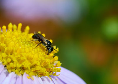 Close-up of insect on yellow flower