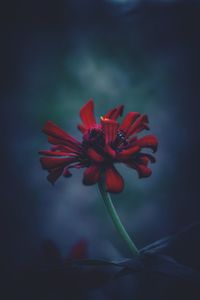 Close-up of red rose against blurred background