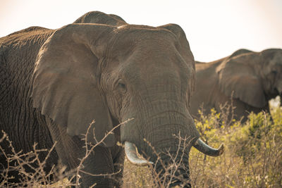 Close-up of elephant on field