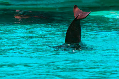 Fish tail out of the water . diving dolphin with tail out . fish in cyan water