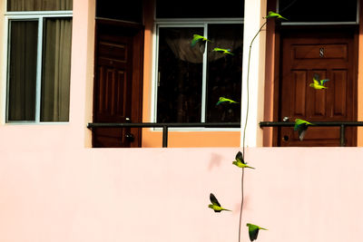 Potted plants on window of building