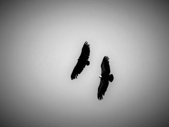 Low angle view of birds in flight