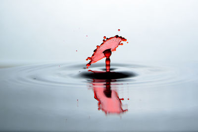 Close-up of red water