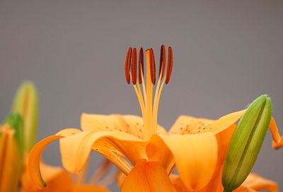 Close-up of fresh day lily blooming against white background