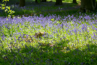 View of flowering plants on field