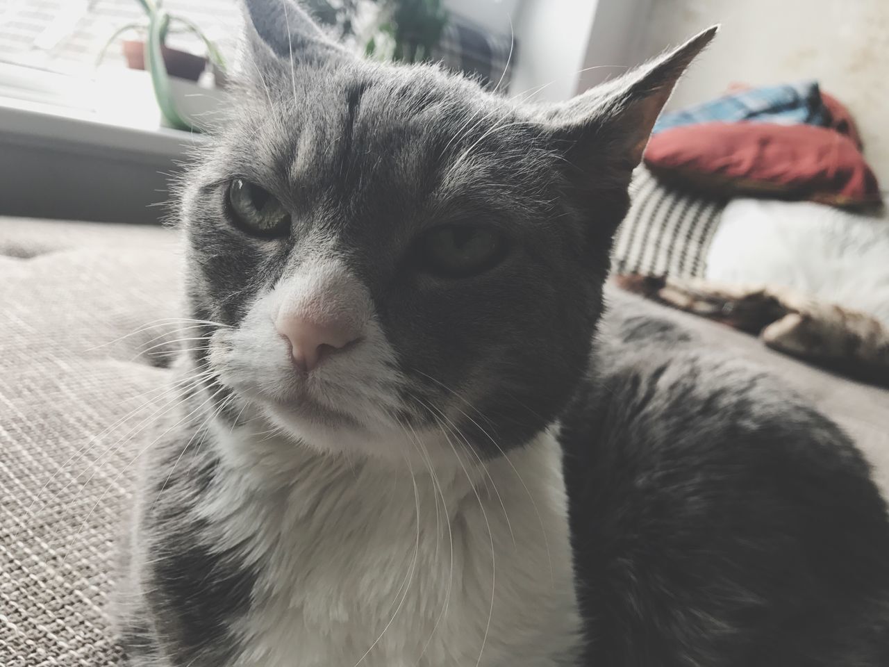 CLOSE-UP PORTRAIT OF CAT SITTING ON FLOOR