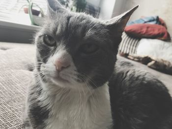 Close-up portrait of cat sitting