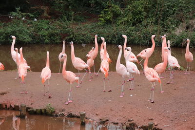 Flock of birds in lake