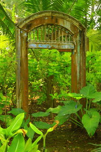 Plants growing on a tree