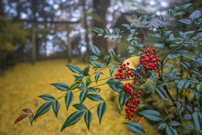 Close-up of red berries on tree