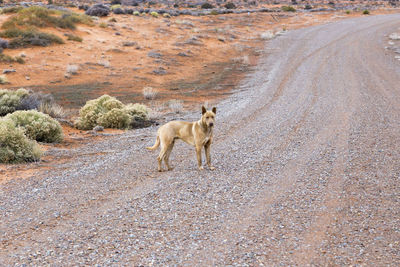 Yellow mixed-raced stray dog standing on dirt road staring, monument valley navajo tribal park