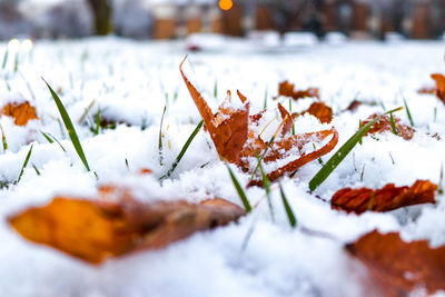 Close-up of snow covered leaves on field during winter