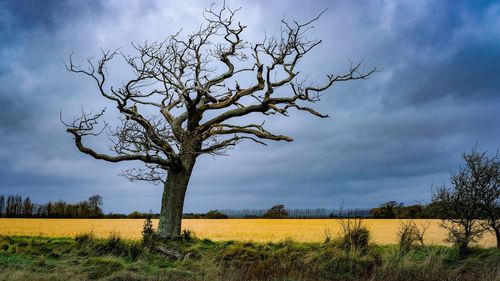 Bare tree on field against sky