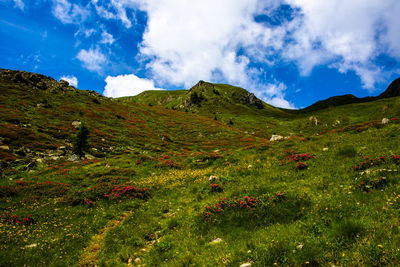 Scenic view of field against sky