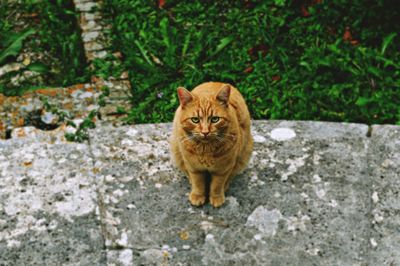 Portrait of cat standing by plants