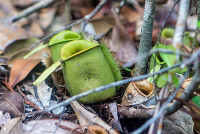 Close-up of dry leaves on field