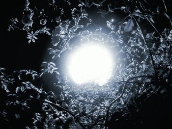 Low angle view of trees at night