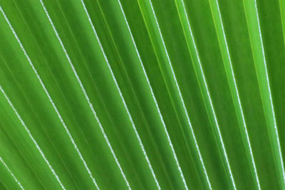 Full frame shot of palm leaf