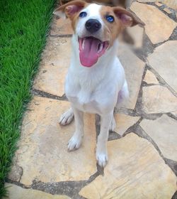 High angle portrait of dog