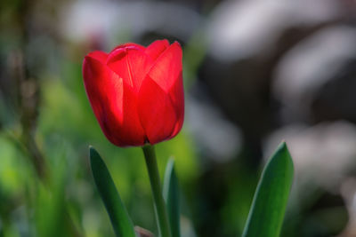 Close-up of red tulip