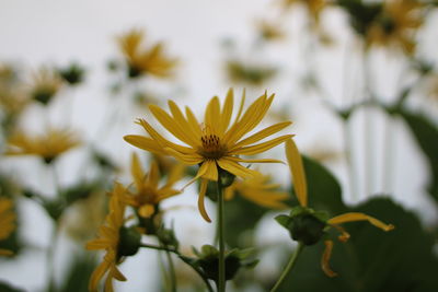 Close-up of white flowering plant