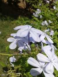 Close-up of white flowers