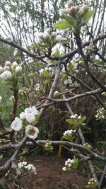 Close-up of white flowers blooming on tree