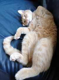 High angle view of cat sleeping