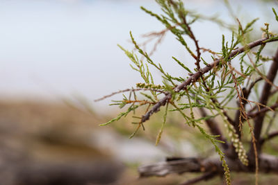 Low angle view of plant against sky