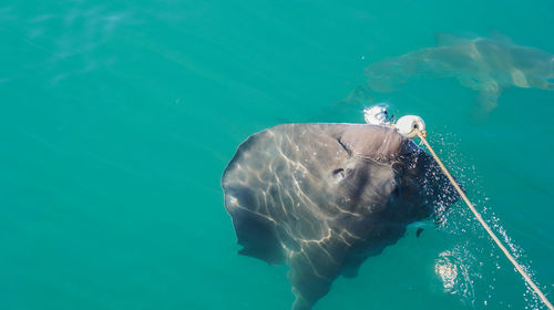 High angle view of large stringrey baiting in sea