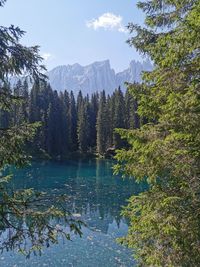 Scenic view of lake in forest against sky