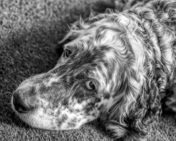 Close-up of a dog resting