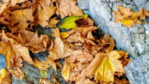 Close-up of autumn leaves