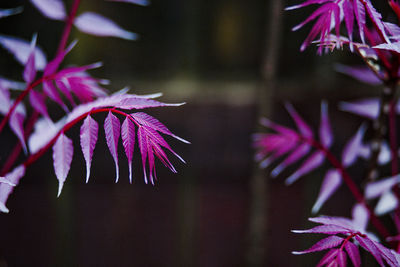 Close-up of multi colored plant