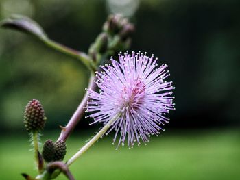 Close-up of purple thistle flower