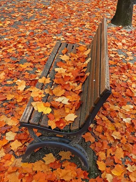 leaf, autumn, season, change, close-up, orange color, leaves, outdoors, day, nature, beauty in nature, fallen, vibrant color, tranquility, fallen leaf, fragility, tranquil scene, abundance, footpath, majestic