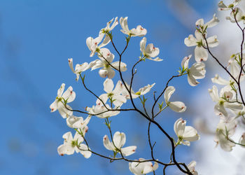 Dogwood flowers dance in the breeze against a blue sky