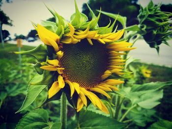 Close-up of sunflower