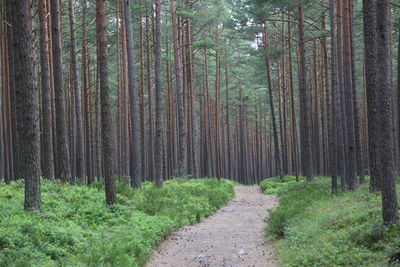 Trees in forest