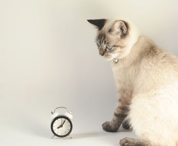 Cat looking away while sitting on wall