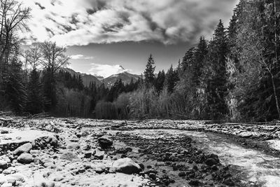 Scenic view of forest against sky during winter